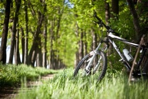 Free bicycle rental